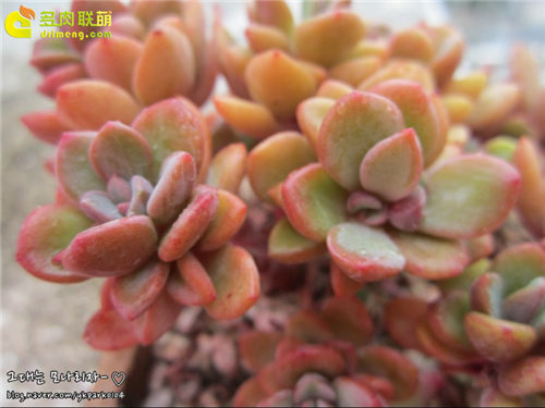 紫心 Echeveria cv. Rezry