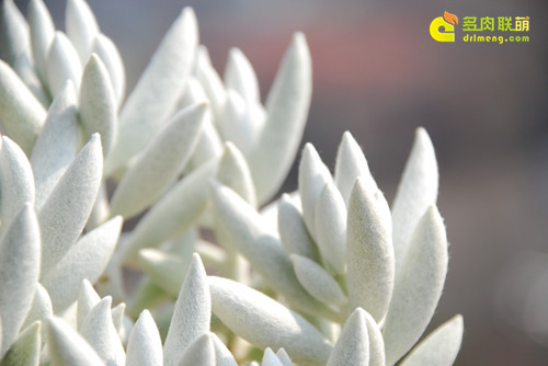 银月 Senecio haworthii