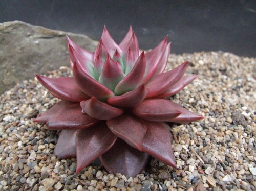 罗密欧 Echeveria agavoides Romeo