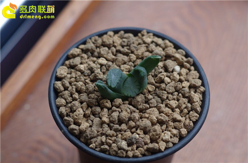 阳台族养护的十二卷品种-6