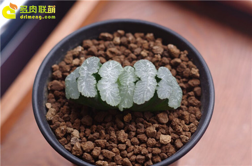 阳台族养护的十二卷品种-15