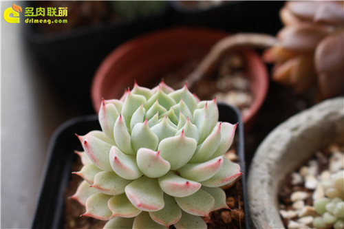正常生长的红爪