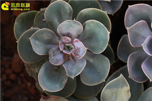 药伤后新叶片显小的紫珍珠