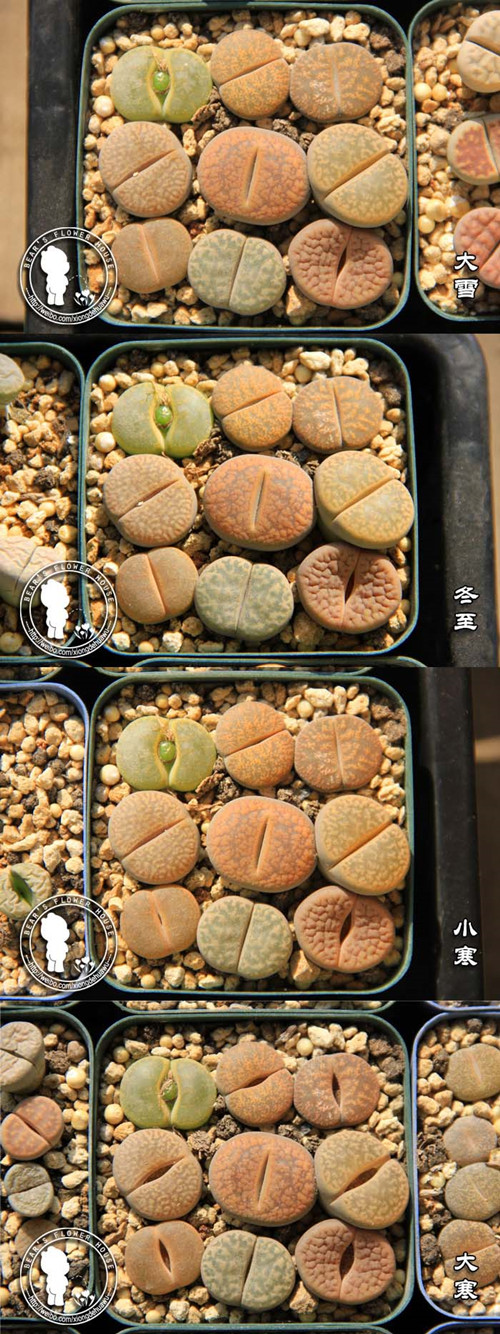 生石花养护问题-5