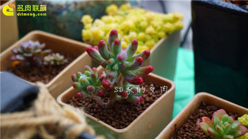 (上海)多肉植物一年四季怎么养-6