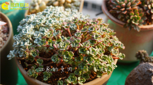 (上海)多肉植物一年四季怎么养-13