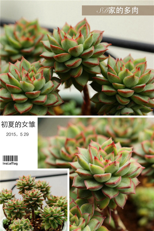 (上海)多肉植物一年四季怎么养-4