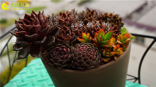(上海)多肉植物一年四季怎么养-3