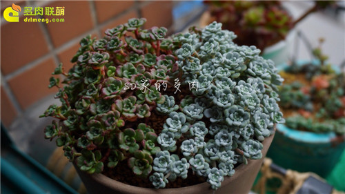 (上海)多肉植物一年四季怎么养-14