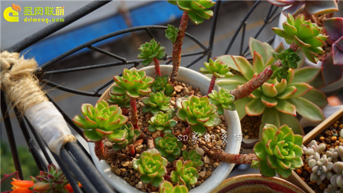 (上海)多肉植物一年四季怎么养-8
