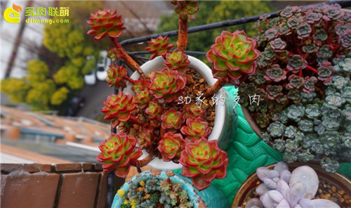 (上海)多肉植物一年四季怎么养-9