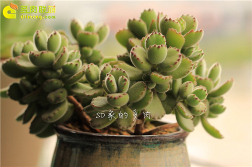(上海)多肉植物一年四季怎么养-12