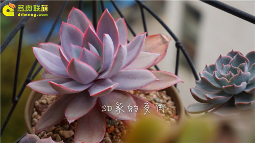 (上海)多肉植物一年四季怎么养-7