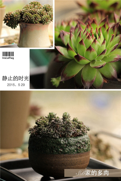 (上海)多肉植物一年四季怎么养-2
