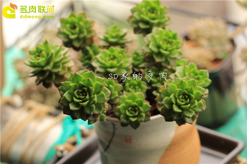 (上海)多肉植物一年四季怎么养-10
