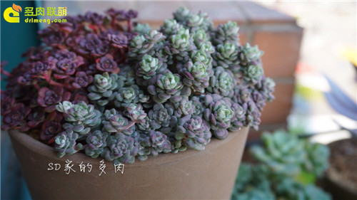 (上海)多肉植物一年四季怎么养-15