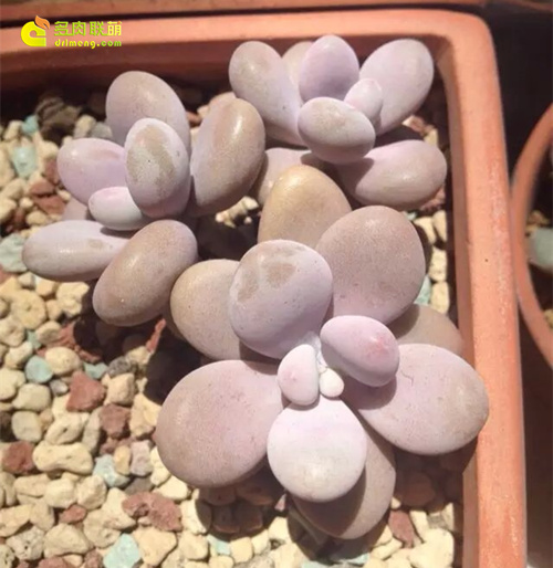 浇水让多肉植物肥肥美美-6