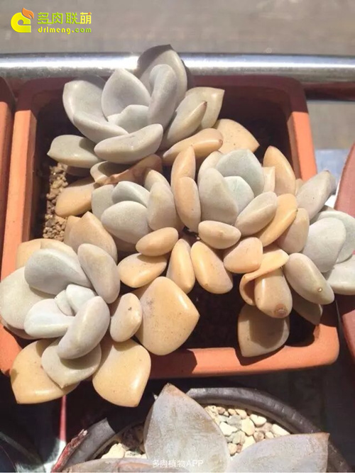 浇水让多肉植物肥肥美美-5