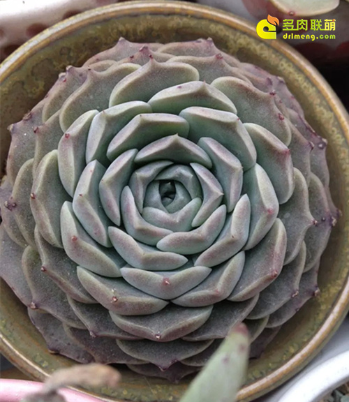 浇水让多肉植物肥肥美美-3