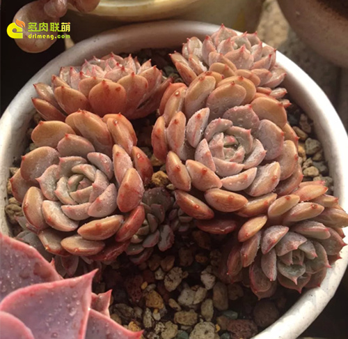 浇水让多肉植物肥肥美美-9