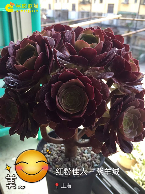 浇水让多肉植物肥肥美美-8