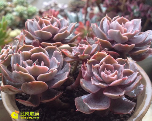 浇水让多肉植物肥肥美美-4