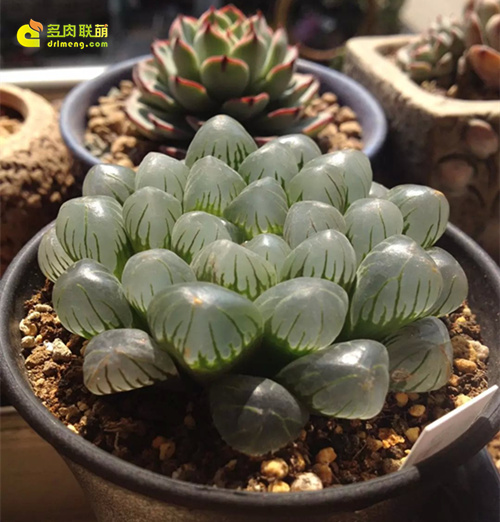 浇水让多肉植物肥肥美美-7