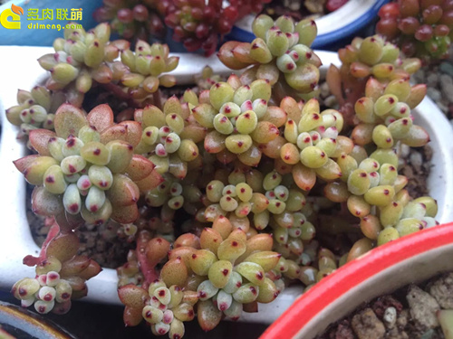 浇水让多肉植物肥肥美美-2
