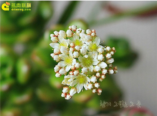 美极了的多肉之花-12