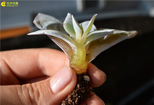 多肉植物冻死了-2