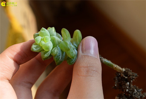 多肉植物严重冻伤-2