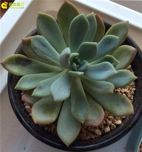 多肉植物轻微冻伤-2