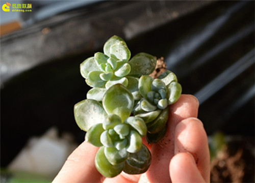 多肉植物严重冻伤-1