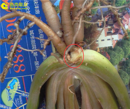 多肉植物根插教程-6