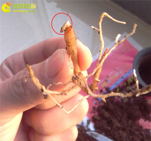 多肉植物根插教程-4
