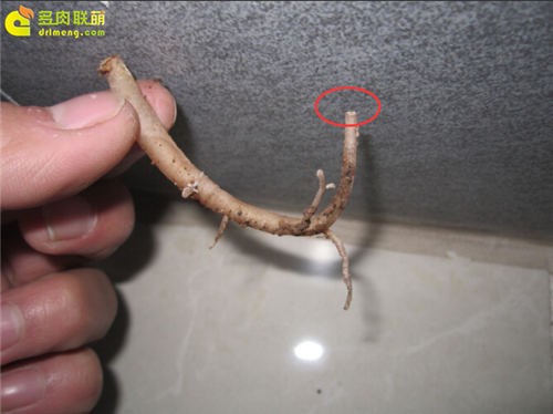 多肉植物根插教程-9