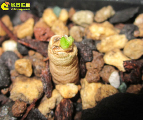 多肉植物根插教程-14