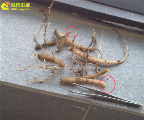 多肉植物根插教程-8