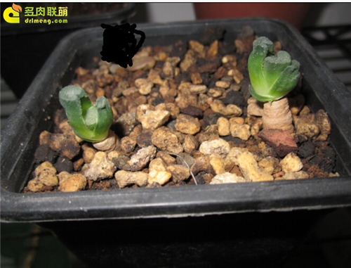 多肉植物根插教程-18