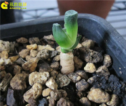 多肉植物根插教程-17