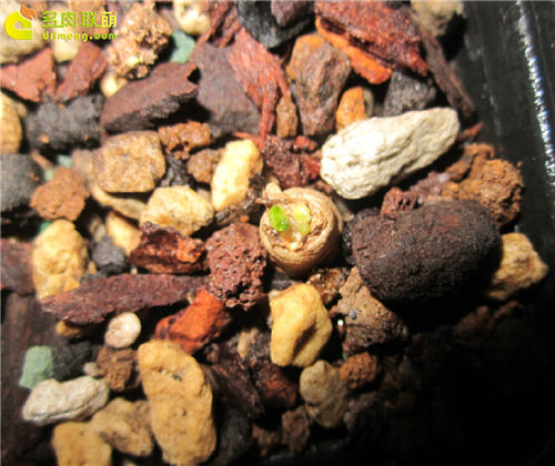 多肉植物根插教程-15