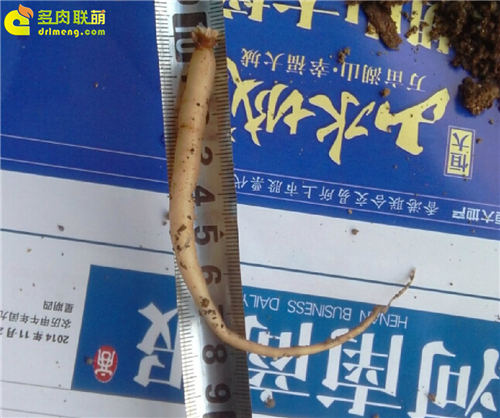 多肉植物根插教程-2