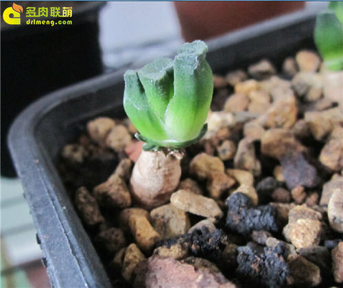 多肉植物根插教程-16