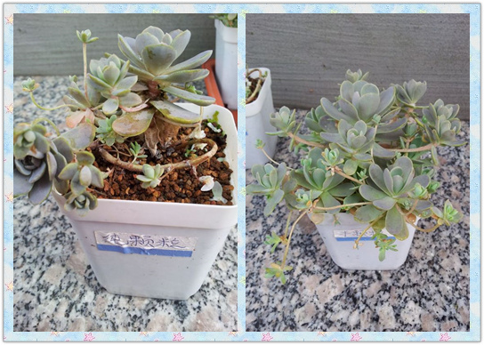 子持莲华各介质种植实验对比-4