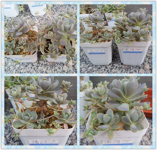 子持莲华各介质种植实验对比-5