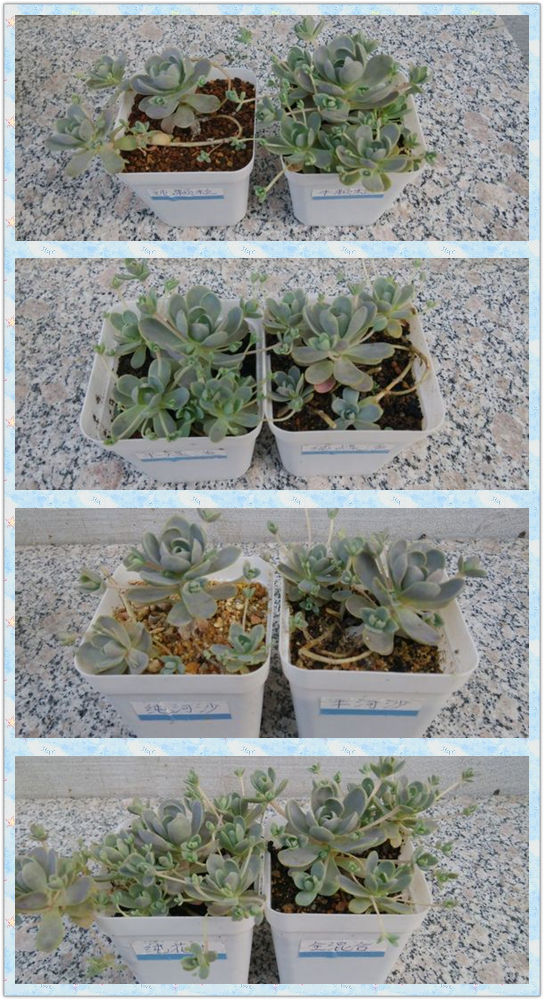 子持莲华各介质种植实验对比-8