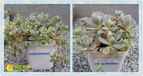 子持莲华各介质种植实验对比-7