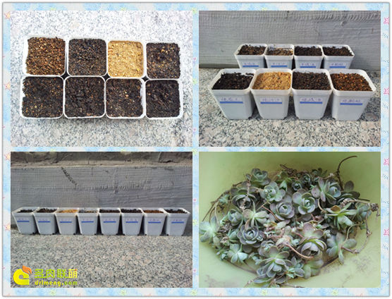 子持莲华各介质种植实验对比-1