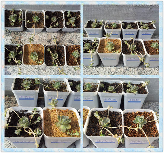 子持莲华各介质种植实验对比-2