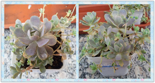子持莲华各介质种植实验对比-6